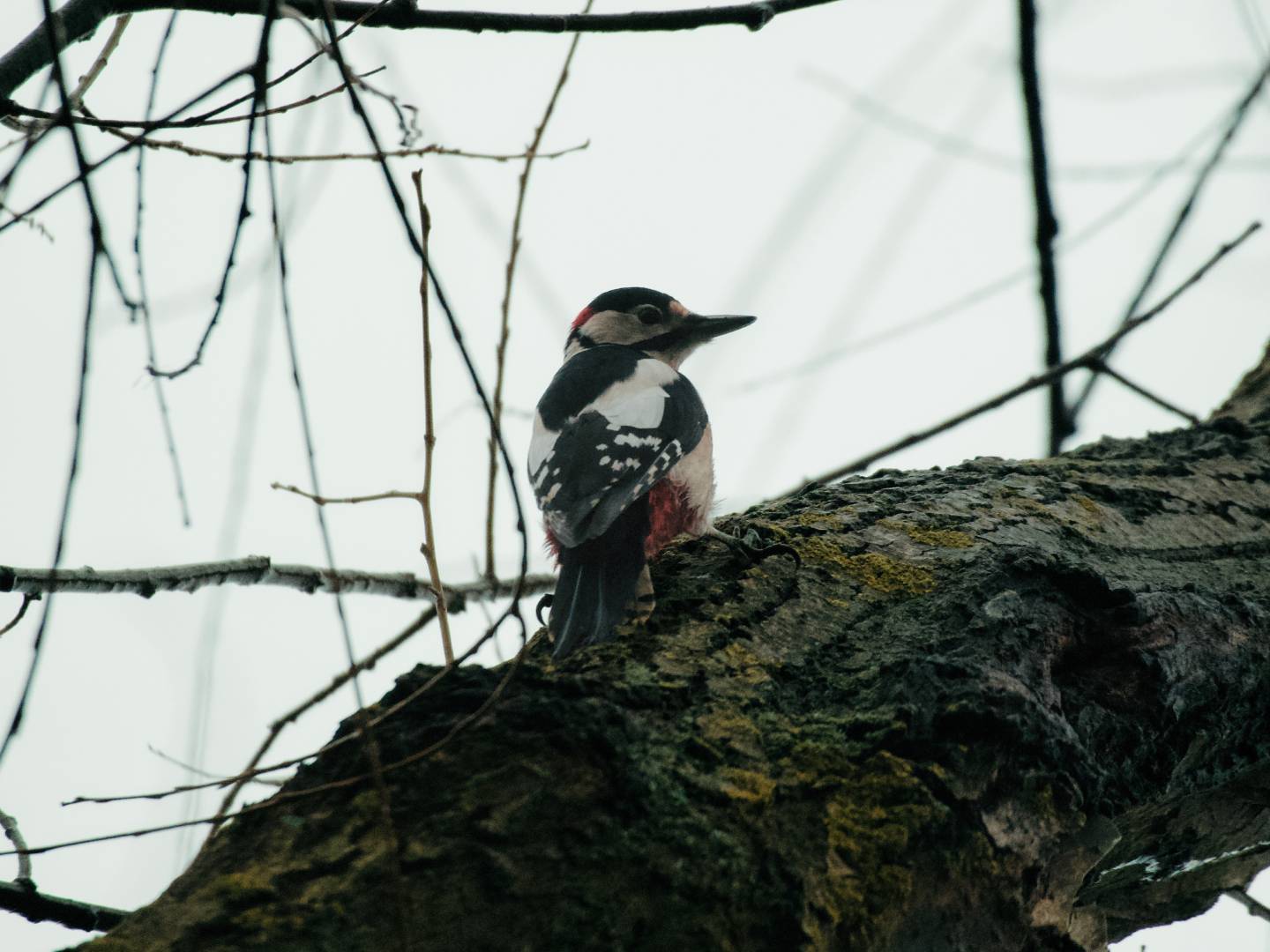 Great spotted woodpecker (Dendrocopos major), photographed at the Drava River. I'm still hoping to capture a Prutka for this page.